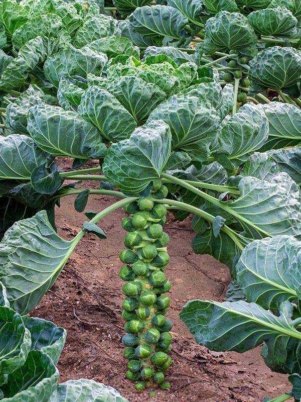 Seeds Brussels Sprouts Cabbage Long Green Vegetable for Planting Heirloom Non GMO