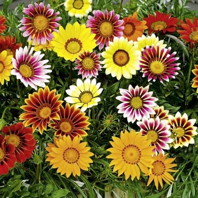 Treasure Flower Mix Seeds – Gazania Rigens | Perennial in Warm Climates, Annual Elsewhere | Drought-Tolerant & Long-Blooming