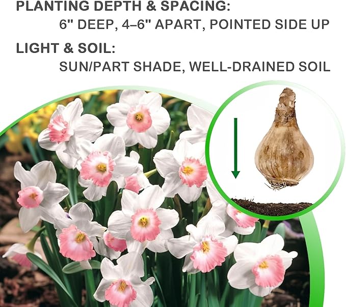 Pink Charm Daffodil Flowers - 12 Bulb Count - Pink and White Large Cup Narcissus - Easy to Grow Spring Blooming Perennials, Hardy Zones 3-8, Deer Resistant, Bee & Butterfly Attracting