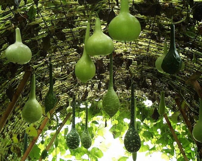 KIRA SEEDS - Seeds Bottle Gourd - Calabash - Lagenaria - Heirloom Vegetable - GMO Free