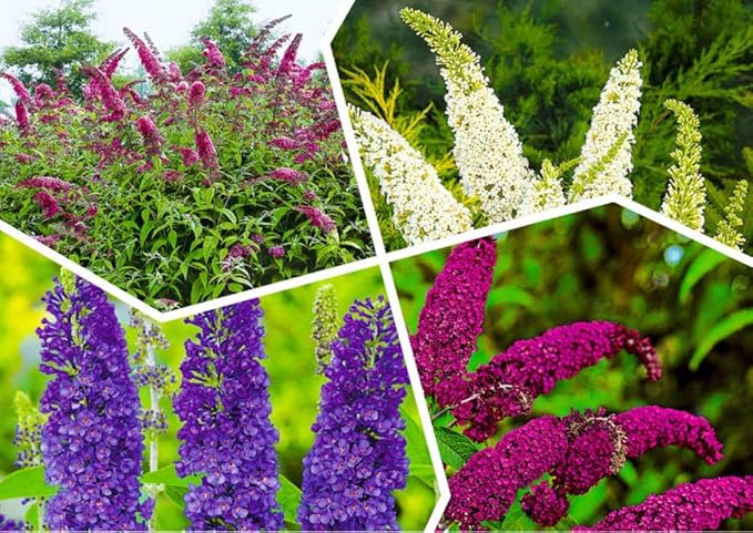 NIKA SEEDS - Seeds Flowers Butterfly Bush Mix Annual - 1000 Seeds