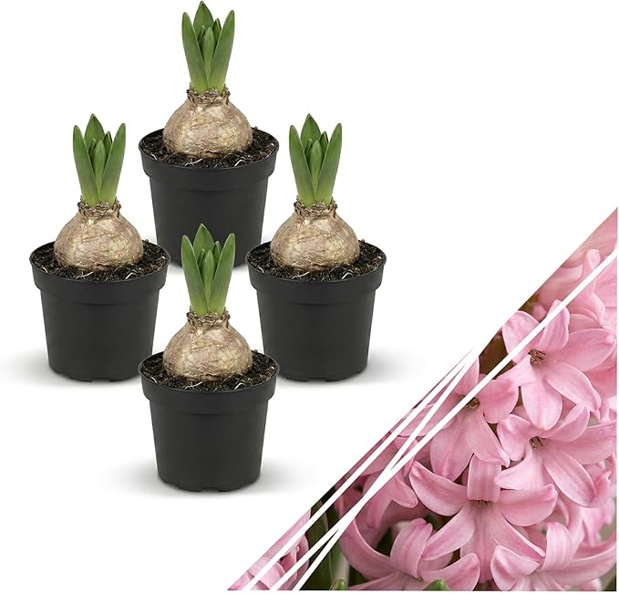 Live Flowering Hyacinth (4 Per Pack) - Pink, Beautiful Spring Bulbs, Ships Dormant in a 1 Pint Pot, Blooms in 2-3 Weeks