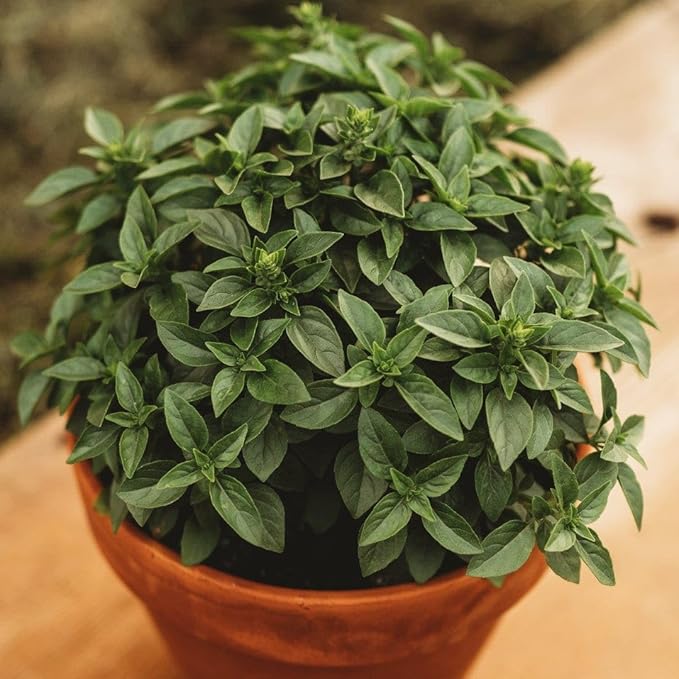 Spicy Globe Basil - 250 Seeds - Heirloom Basil Variety, Great for Pots & Containers, Compact, Mounded Habit, Non-GMO Heirloom Basil Seeds for Planting in The Home Garden, Thresh Seed Company