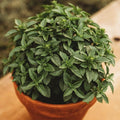 Spicy Globe Basil - 250 Seeds - Heirloom Basil Variety, Great for Pots & Containers, Compact, Mounded Habit, Non-GMO Heirloom Basil Seeds for Planting in The Home Garden, Thresh Seed Company