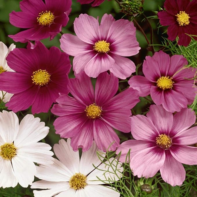 Outsidepride Sensation Mix Cosmos Bipinnatus Seeds - 1000pcs Annual, Drought-Tolerant, Self-Sowing, Mixed Flower Seeds for Planting Outdoors, Easy-Grow Pollinator Garden & Cut Flowers (AAS Winner)