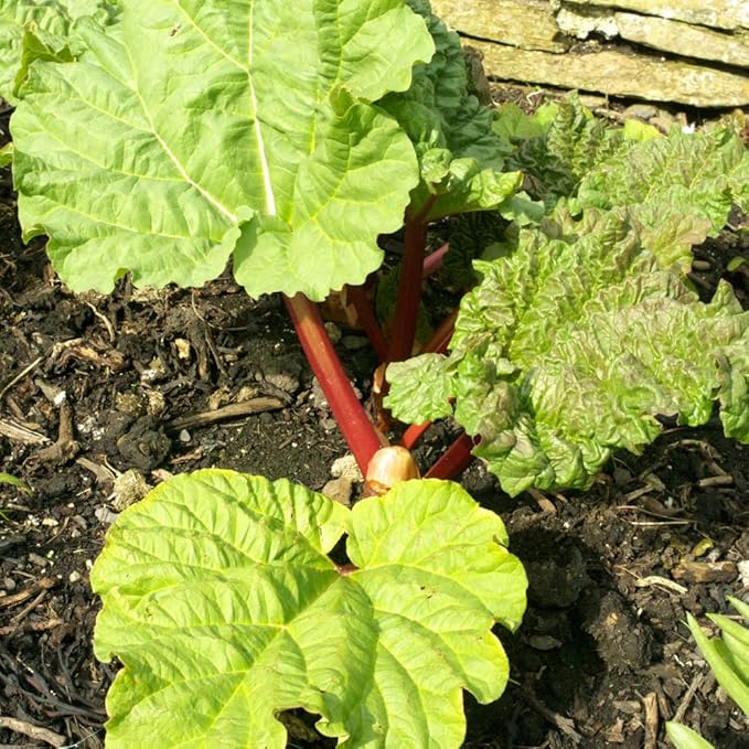 Rhubarb Plants Roots for Planting, 3-6 Inch Tall Rhubarb Plant Live Roots, Perennial and Hardy Vegetable Plants for Outdoors Garden
