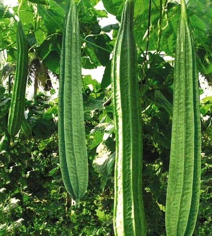 30+ PCS Luffa Gourd Seeds for Planting Loofah Sponge Gourds - Non-GMO Heirloom Climbing Vine Vegetable Veggie Home Grown Outdoor Garden