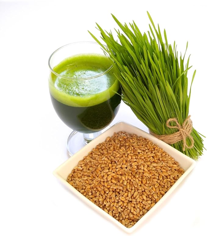 Todd's Seeds - Bundled Wheatgrass Seeds, 1Lb & Chemical Free Alfalfa Sprouting Seeds, 1Lb, Total of 2 Lbs