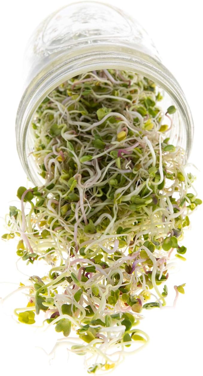 Spicy Sprouting Mix | Contains Tendergreen, Radish & Crimson Clover Seeds for Sprouting | Non GMO Heirloom Seeds | Bulk 1 LB Resealable Bag | Rainbow Heirloom Seed Co.