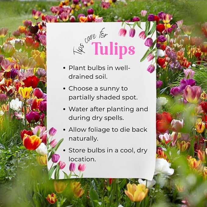 20 Top Size Tulip Bulbs for Spring Planting, Mixed Tulip Flower Bulbs, Bulk Pack of Colorful Tulips for Spring Blooms, Grow Flowerbeds, Fresh Harvest