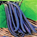 Royal Burgundy Bush Bean Seeds - 100 Count Seed Pack - Eye-catching, Vigorous and Quick to Pick - Country Creek LLC
