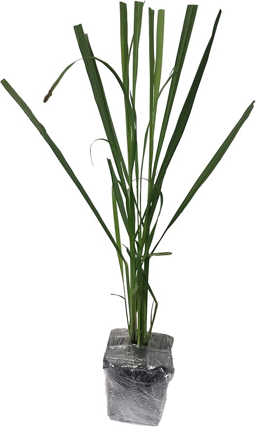 Lemongrass Plant- 3 Seperate in 2.25 Inch Size! Non GMO! Organic! Also Known As Fever Grass, Cymbopogon Citratus/by Daylily Nursery
