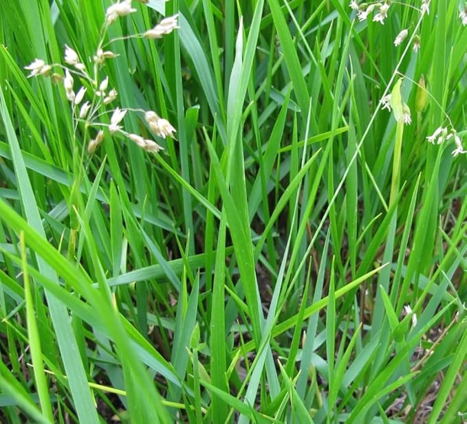50 Hierochloe Odorata Sweet Grass Seeds for Planting, Sweetgrass Seeds