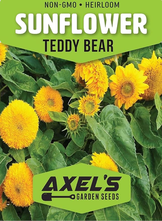 Dwarf Sunflower Seeds for Planting - 50 Heirloom Non GMO Teddy Bear Sunflower Seeds Plant & Grow Home Outdoor Annual Garden - 1 Packet