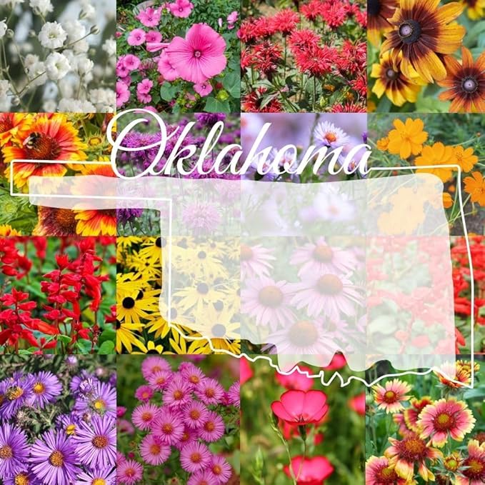 East Oklahoma Bulk Perennial Wildflower Seed Mix 1lb Covers 2,000sq-ft - Attract Pollinators, Multi-Color Blooms - Southeast US Species Plant in Spring/Fall, Earth-Friendly Packaging (1/4 Pound)