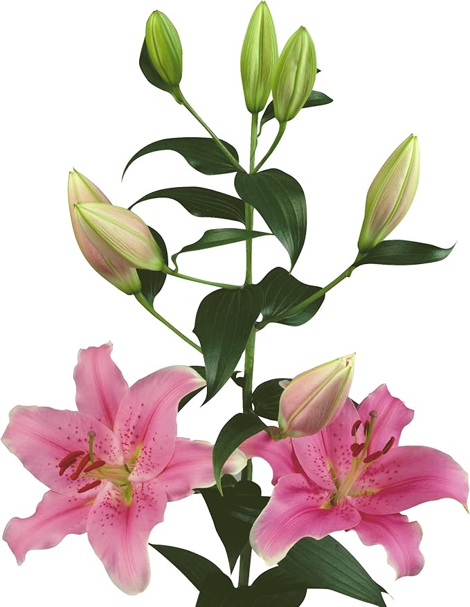 Easy to Grow Lilium Oriental Lily 'Sorbonne' Plant Bulbs (3 Pack) - Bright Pink Fragrant Flowering Blooms in Summer Gardens