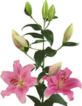 Easy to Grow Lilium Oriental Lily 'Sorbonne' Plant Bulbs (3 Pack) - Bright Pink Fragrant Flowering Blooms in Summer Gardens