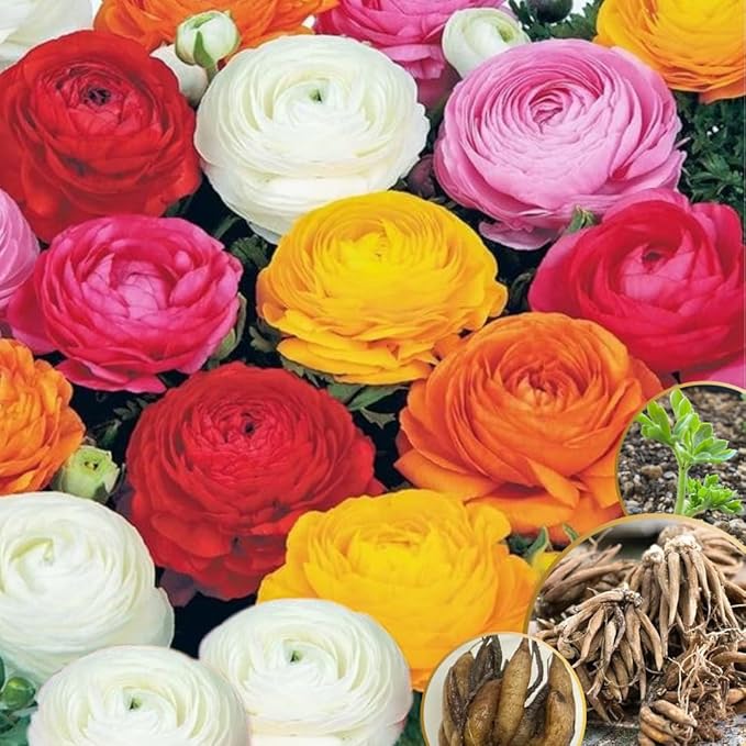 Pack 25 Ranunculus Bulbs for Planting, Mix Shade Ranunculus Corms, Butterfly Ranunculus Flowers Bulbs to Grow, Peony Buttercup Ranunculus