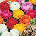 Pack 25 Ranunculus Bulbs for Planting, Mix Shade Ranunculus Corms, Butterfly Ranunculus Flowers Bulbs to Grow, Peony Buttercup Ranunculus