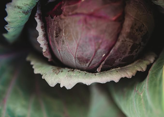 Red Acre Cabbage - 100 Seeds - Heirloom & Open-Pollinated Variety, Non-GMO Vegetable Seeds for Planting in The Home Garden, Thresh Seed Company