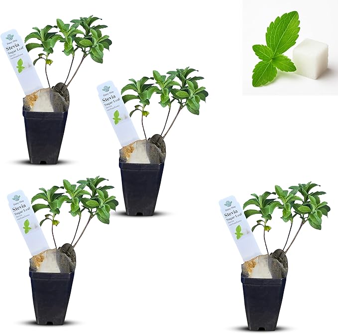 Natural Herbal Live Zero Calorie Sugar Replacement. Stevia Plants. Sweet Leaf, Sugar Leaf, Natural Sugar Substitute Herb, Easy to Grow (4 stevia Cups)