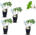 Natural Herbal Live Zero Calorie Sugar Replacement. Stevia Plants. Sweet Leaf, Sugar Leaf, Natural Sugar Substitute Herb, Easy to Grow (4 stevia Cups)