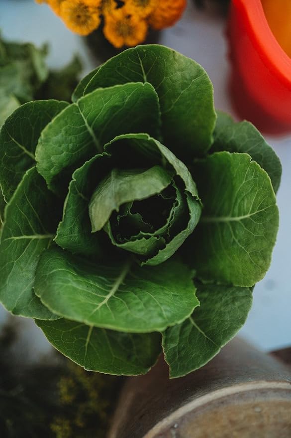 Little Caesar Mini Romaine Lettuce - 500 Seeds - Crunchy & Flavorful Baby Romaine Lettuce, Great for Containers, Non-GMO Heirloom Lettuce Seeds for Planting in The Home Garden, Thresh Seed Company
