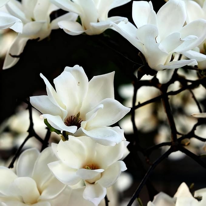 10 Magnolia Flower Seeds for Planting, Mixed Color Perennial Yulania Flower Seed, Non-GMO Heirloom Magnolia Flower Seeds for Home Garden Outdoor