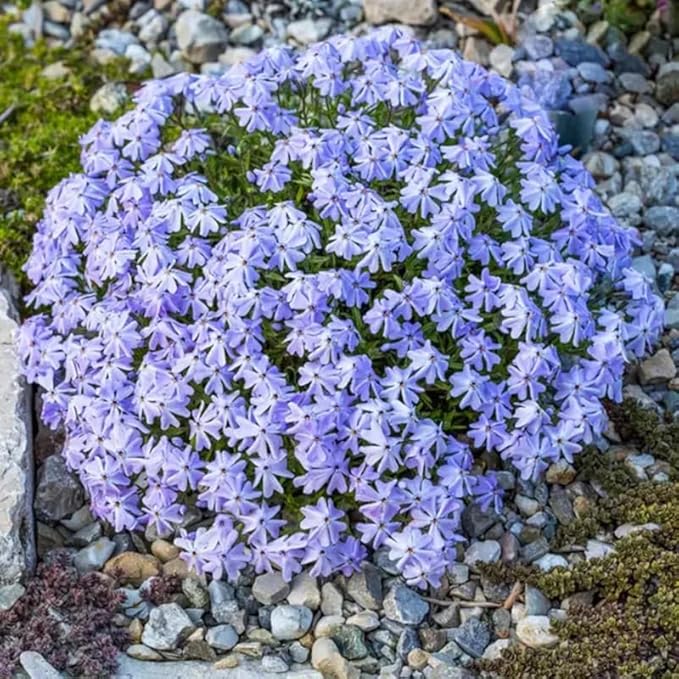 200+ Emerald Blue Creeping Phlox Seeds Flowers Garden Planting
