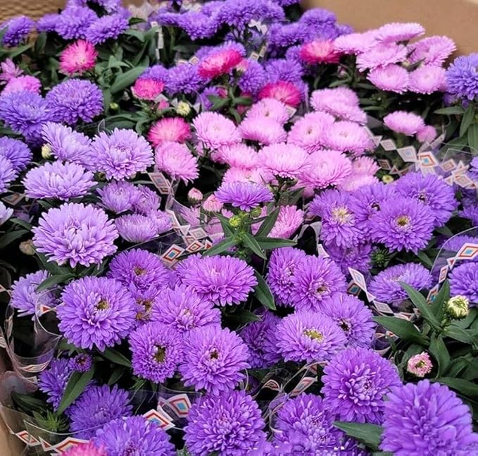 50pcs Purple Aster Flowers Seeds Gremlin Lavender Tall Double Heirloom Flower Easy to Plant Non-GM
