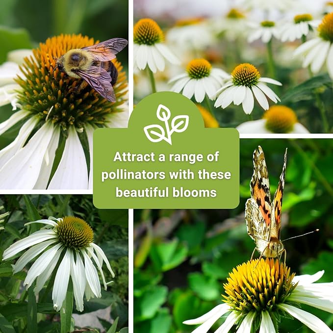 Sow Right Seeds - White Coneflower Echinacea Seeds for Planting - Non GMO Heirloom - Variety - Perennial Ideal for Outdoor Gardening - Hardy Flowers for Pollinators - Wildflower Addition (3)
