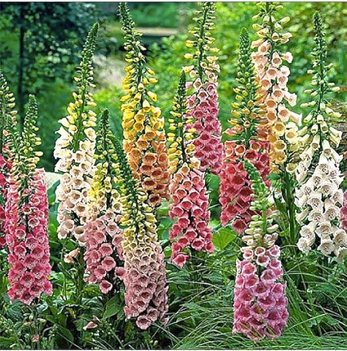 Foxglove Seeds - Excelsior Mixed Colors - Approximately 10,000 Fine Seeds