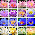 35 Pcs Lotus Seeds for Planting Bowl Lotus Seeds, Water Lily Flower Plant Seeds. Non-GMO Home Garden Plant Seeds, Flowering Aquatic Bonsai Plant