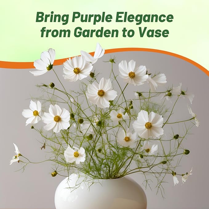 Outsidepride Purity Cosmos Bipinnatus Seeds - 1000 Pcs Annual, Easy to Grow & Drought Tolerant Flower Seeds for Planting w/Fern-Like Foliage & White Blooms, Ideal for Cut Flower & Wildflower Meadows