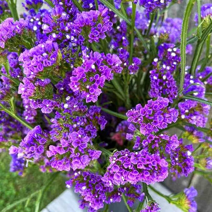 100+ Seed Statice Pastel Mix for for Planting Outdoors Garden-Annual Limonium Sinuatum Cut Flower Beautiful Flowers Bloom Easy to Maintain