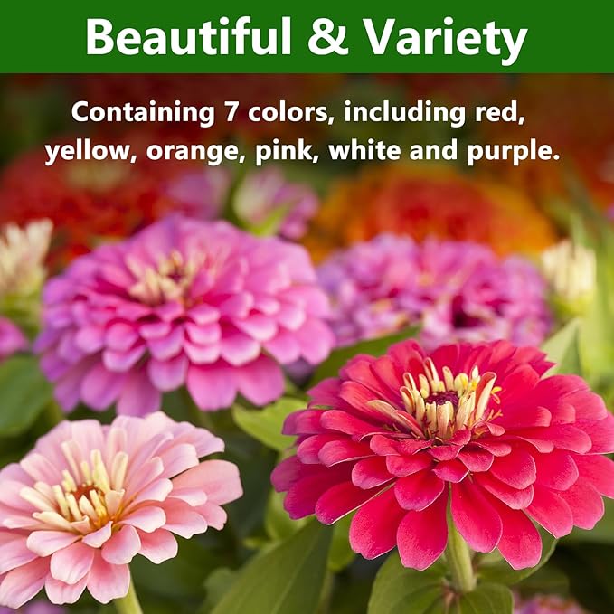 LUOJIBIE Zinnia Seeds, California Giants Mix, 1,5000+ Bulk Garden Flower Seeds for Planting Outdoors, Mixed Colors and Large Blooms, Attracts Pollinators, Easy to Grow