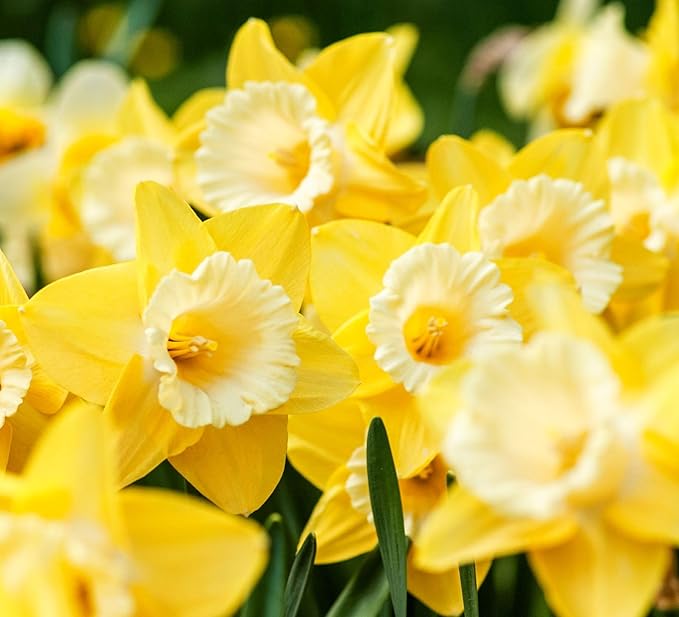 Complete Spring Flower Bulb Garden - Narcissus Assorted Colors Daffodil White Plant Bulbs (10 Pack) - 12cm Large Flower Bulbs for Indoor Outdoor (Daffodils Bulbs)