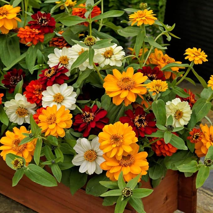 Outsidepride Profusion Double Mix Zinnia Seeds - 50 Pcs Annual, Hardy & Drought Tolerant, Easy to Grow, Flower Seeds for Planting with Daisylike Double Blooms, Ideal for Pollinator Gardens