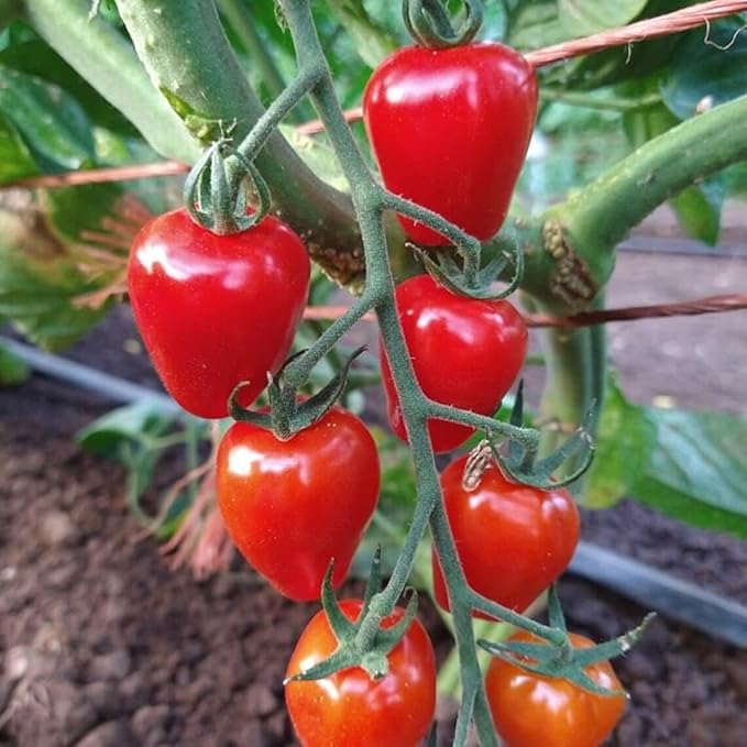 200pcs Tomato Cherry Pink Grape Seeds - Heirloom, Non-GMO Seeds - Planting Instructions Included - Ideal for Home Vegetable Gardens, Excellent Gardening Gift (Cherry Pink Grape Tomato Seeds)