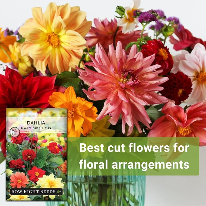 Sow Right Seeds - Dwarf Single Mix Dahlia Flower Seeds for Planting - Non-GMO Heirloom Packet - Rare Colors to Attract Pollinators - Cut and Come Again - Symmetrical Blooms Great for Bouquets (1)