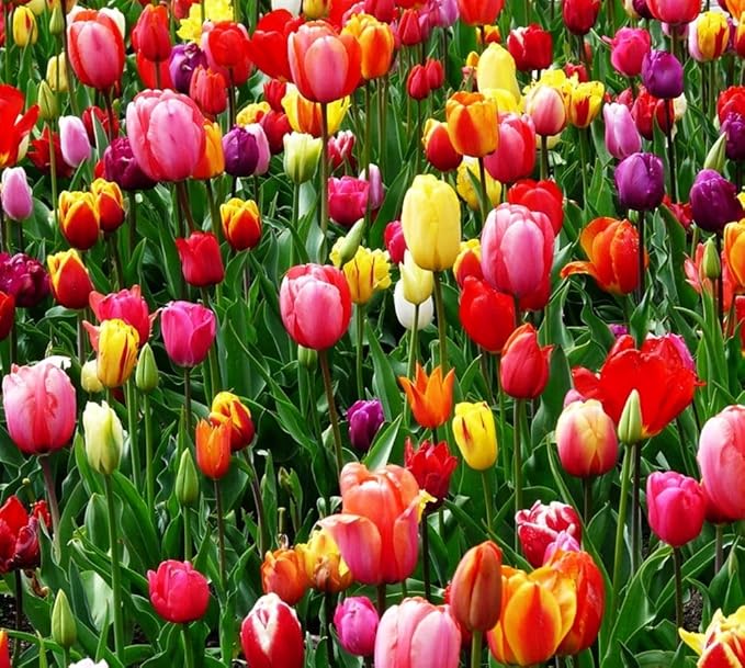 Mix Triumph Tulips 10 Bulbs for Fall Planting Colorful Flower Tulipa Darwin Hybrid Changing Colors Mixture Size 12+ 4 Varieties to Choose (All Season Barn Mixture, 10, Mix Color)