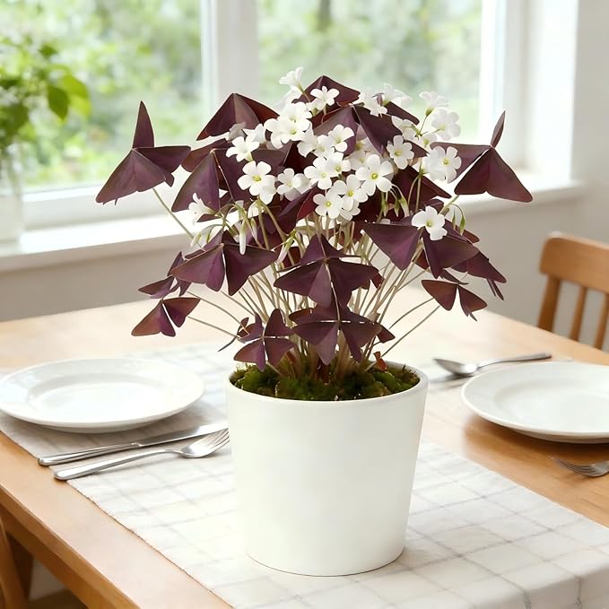 10 Bulbs Oxalis Triangularis, Purple Shamrocks Flowers for Home Garden Indoor Outdoor Planting, Easy Care