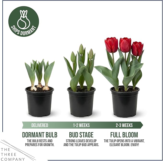 Live Flowering Tulip (4 Per Pack) - Red, Beautiful Spring Bulbs, Ships Dormant in 1 Pint Pot, Blooms in 2-3 Weeks