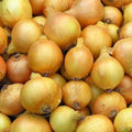 Utah Yellow Sweet Spanish Onion Garden Seed - 4 Oz ~33,600 Seeds - Non-GMO, Heirloom Vegetable Gardening Seeds