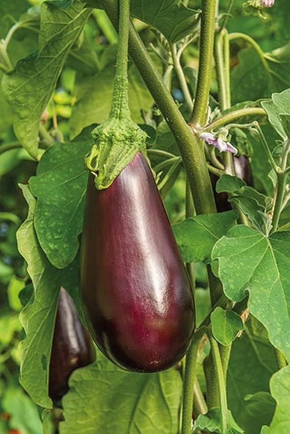 Eggplant Seeds- Black Beauty,50 Count COOL BEANS N SPROUTS Brand. Home Gardening.
