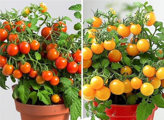 100PCS Yellow & Red Dwarf Cherry Tomato Seeds for Planting Indoor Outdoor Sweet Vegetable Seeds Heirloom