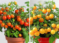 100PCS Yellow & Red Dwarf Cherry Tomato Seeds for Planting Indoor Outdoor Sweet Vegetable Seeds Heirloom