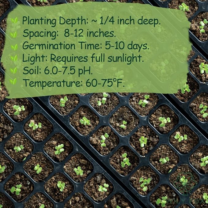 Premium GAI LAN (Broccoli) Seeds – 300+ Non-GMO Heirloom Seeds, Fast-Growing, High-Yield Variety with Crisp Stems & Tender Leaves