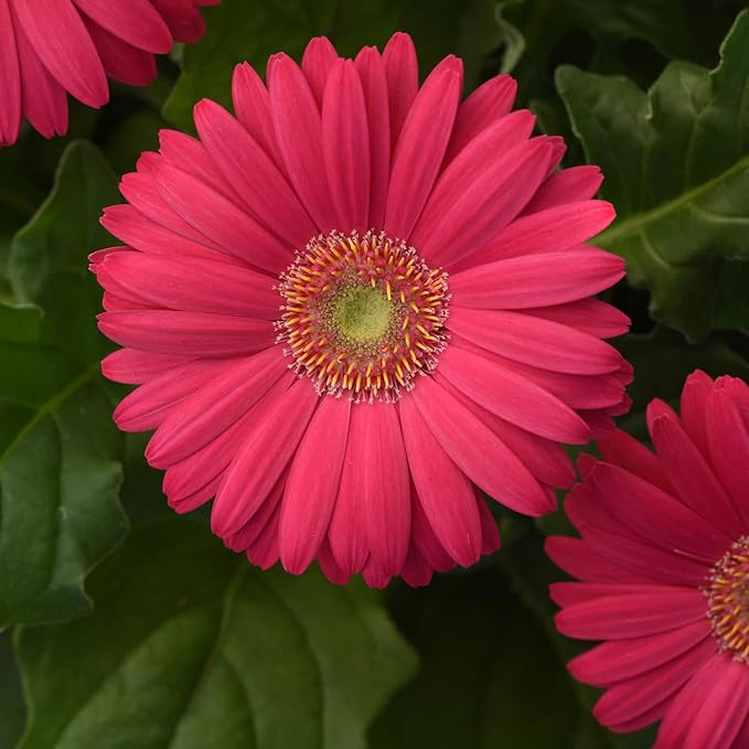 Outsidepride Pink Gerbera Seeds - 20 Pcs Perennial, Compact & Low Maintenance, Flower Seeds for Planting w/Vibrant Green Centered, Pink Blooms, Ideal for Garden Landscaping & Cut Flower Arrangements