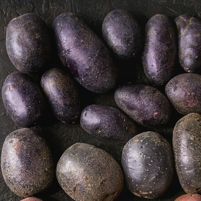 2 Lbs Purple Potato Tubers High Yielding for Outdoor Planting, Vegetables Potatoes Plants Bulbs Seeds, Heirloom Seed Potato Live Tuber